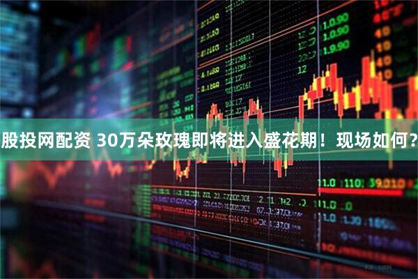 股投网配资 30万朵玫瑰即将进入盛花期！现场如何？